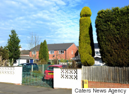 Neighbours Aren't Happy About This Man's Phallic 18ft Tree Sculpture