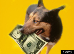 Dog Scarfs $1K In Cash - Owners Induce Vomiting, Get $900 Back