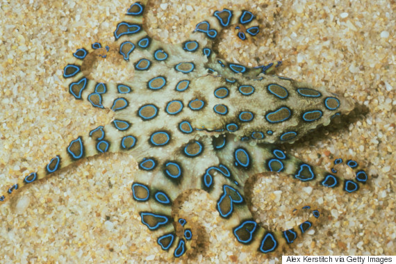 hapalochlaena