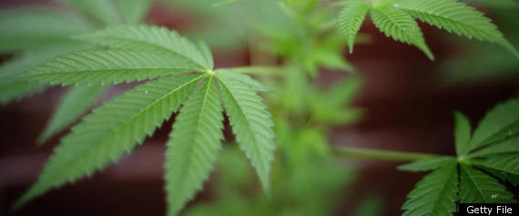 Marijuana