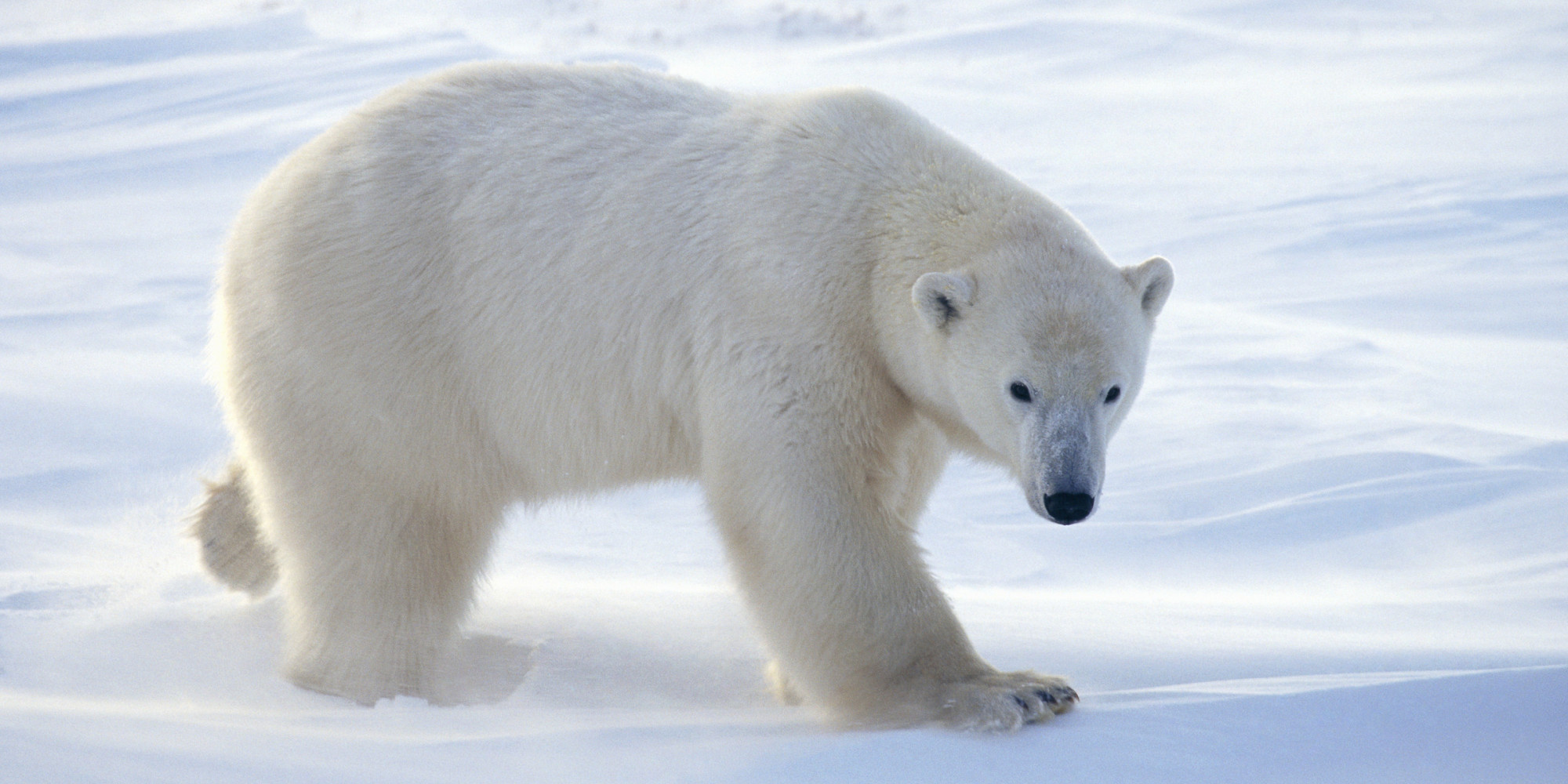 Resultado de imagem para POLAR BEAR