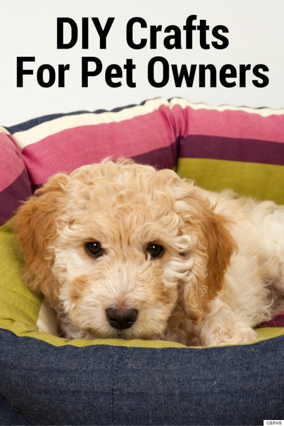 3 Awesome DIY Projects For Pet Owners