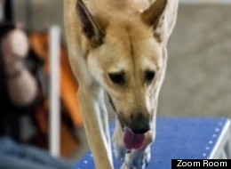 Is The Dog Industry Recession-Proof?