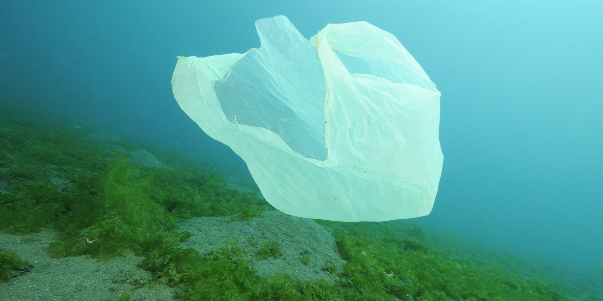 California Doesn't Need Another Beach Clean Up We Need Our Bag Ban