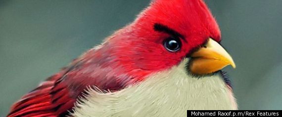Angry Birds