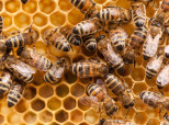 Caragh Little:  Bees And Feet