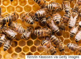 Caragh Little:  Bees And Feet