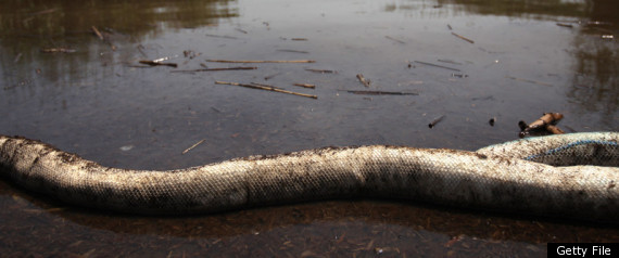 Gulf Oil Spill Louisiana Alabama Punitive Damages