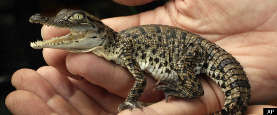 Crocodile Insurance