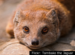 The Talking Mongoose: The Real Story