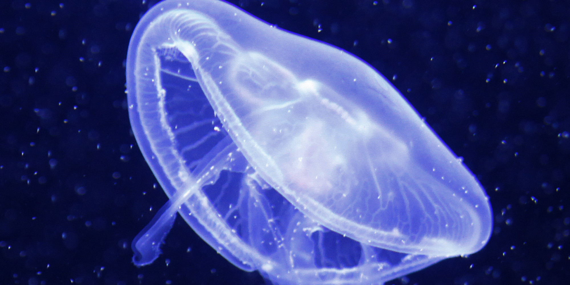 'Immortal' Moon Jellyfish Could Help Us Cure Cancer | HuffPost UK