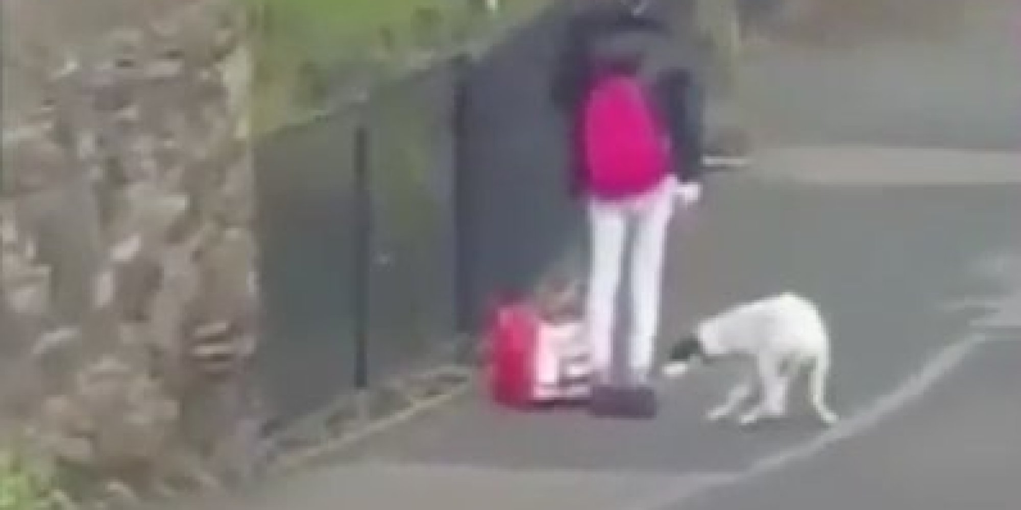 Woman Filmed Kicking Dog In Street In South Yorkshire Sparks RSPCA