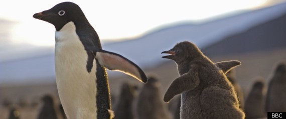 Frozen Planet