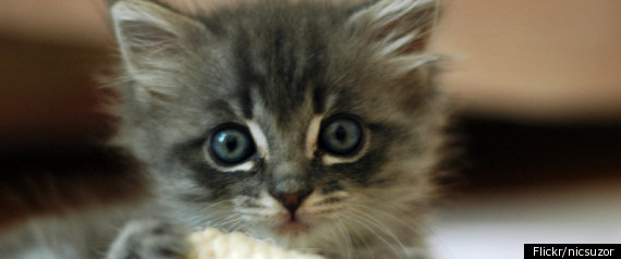 Cute Cats