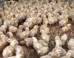 Le couvoir où des poussins étaient broyés vivants en Bretagne écope d'une amende de 19.000 euros