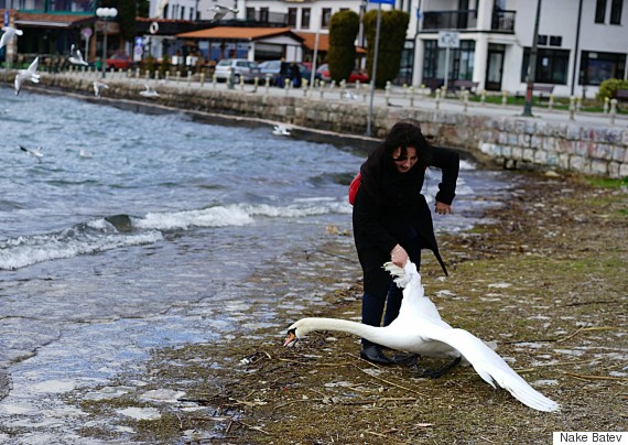 swan