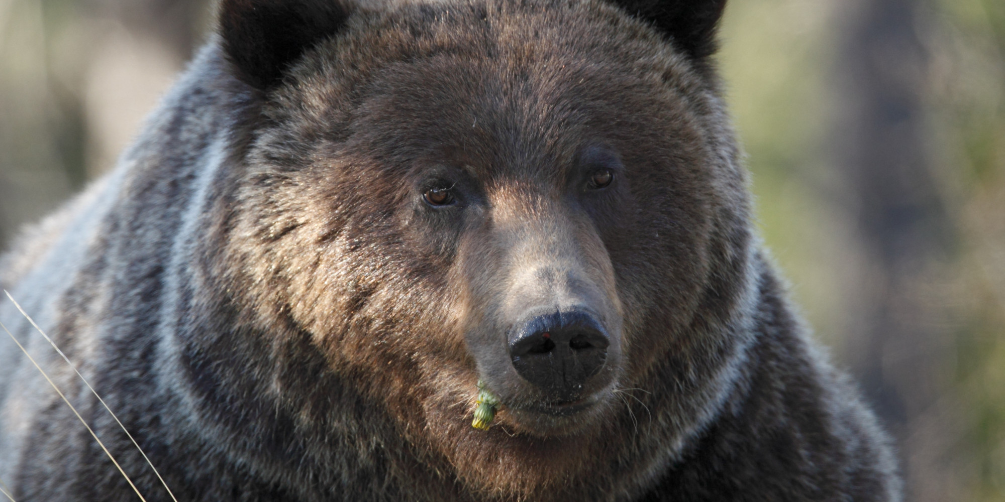 Are There Bears In Banff