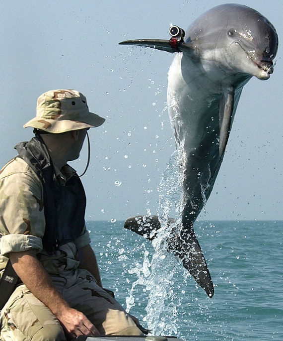 russia dolphins