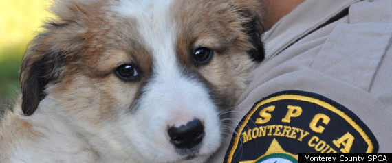 Royal Oaks Abandoned Puppies