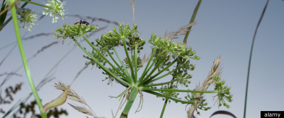 Antiageing Herbs
