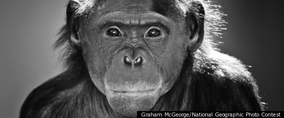 Bonobo Portrait