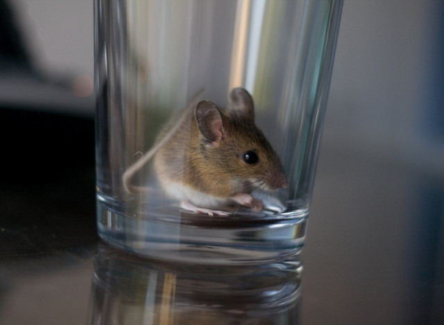 Mouse In The House? Testing 7 Ways To Get Rid Of Rodents (PHOTOS