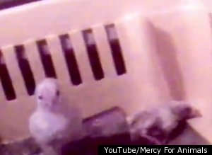 Mcdonalds Animal Cruelty