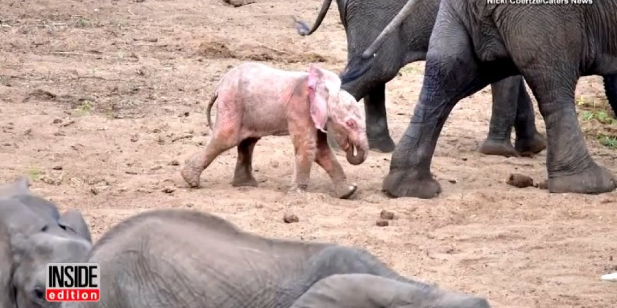 Pink Baby Elephant Spotted At Kruger National Park In South Africa