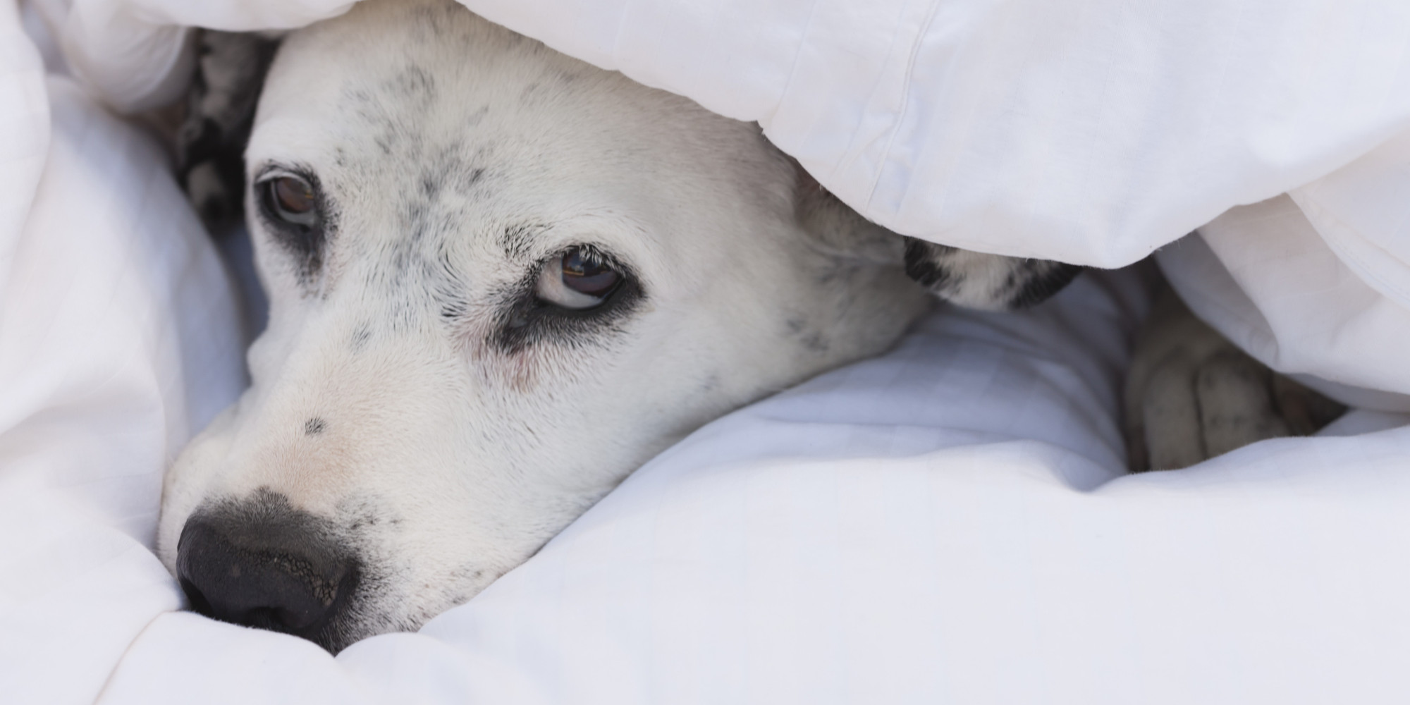 common-dog-diseases-and-their-link-to-diet-huffpost-uk