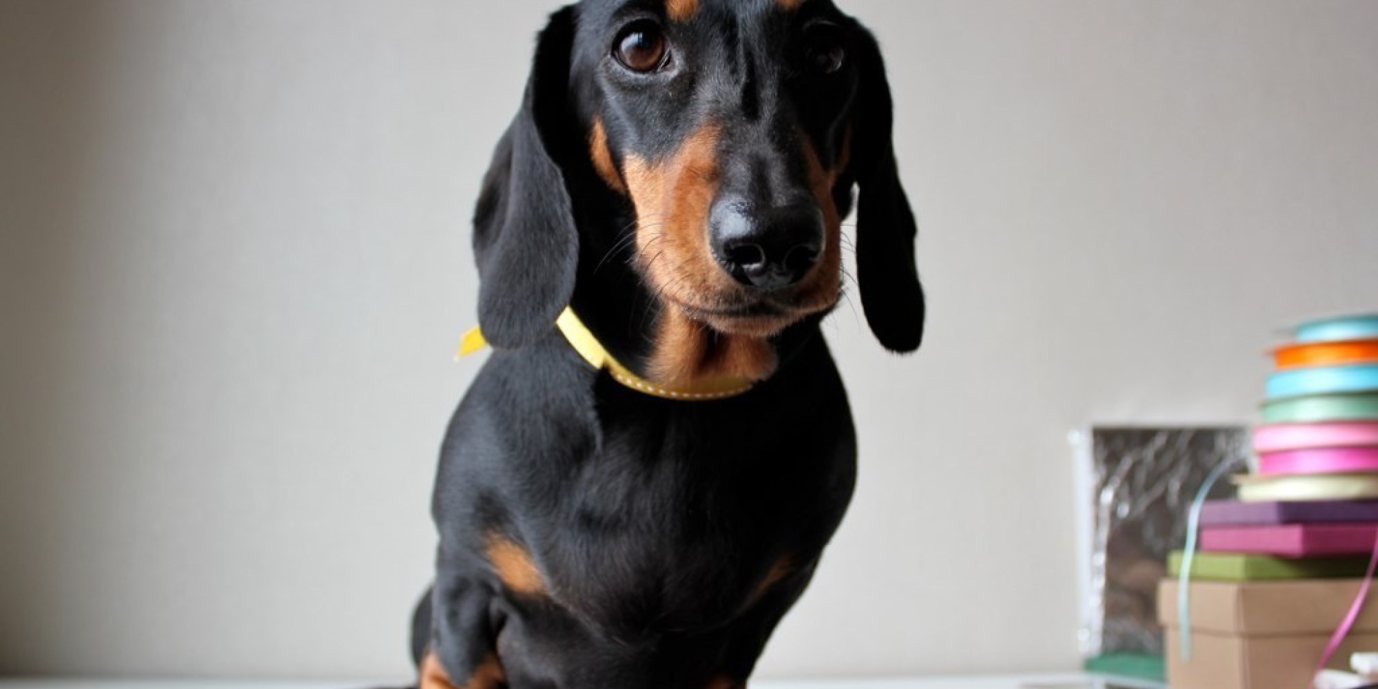 Top Five Sausage Dogs on Social HuffPost UK