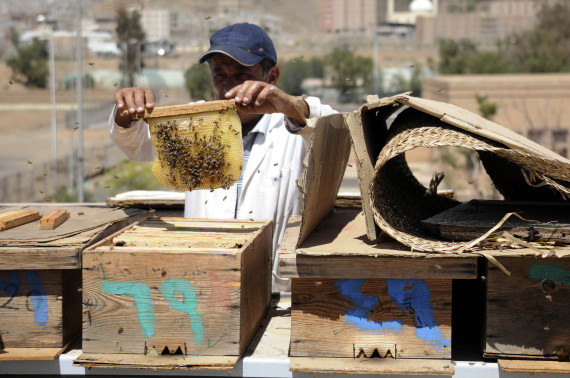 "الحرب"و"الجفاف" يلسعان النحل في اليمن.. ركود تجارة وإنتاج العسل في أبرز بلد يصدره بالعالم O-ASL-570