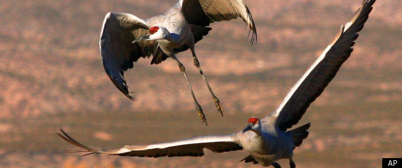Southwest Drought 2011 Migrating Birds