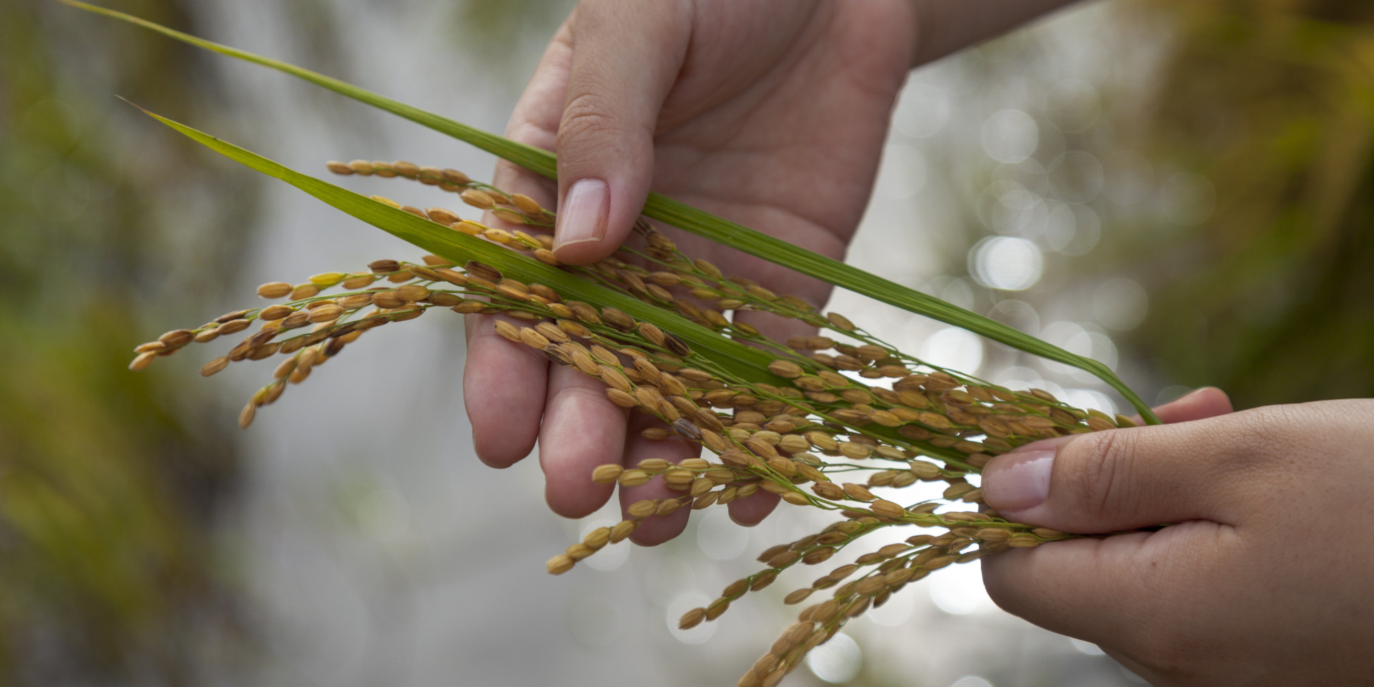 if-you-plant-rice-you-get-rice-huffpost