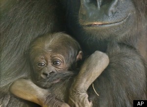 Baby Gorilla Born
