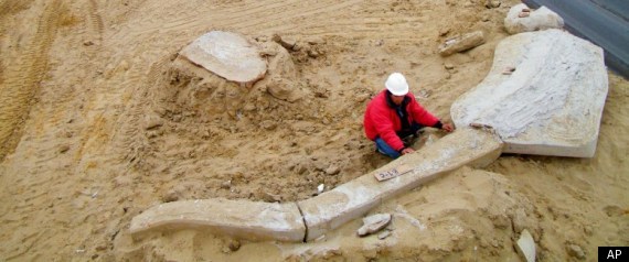 Whale Graveyard