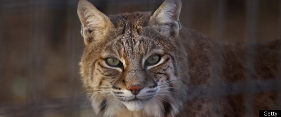 Man Eats Bobcat