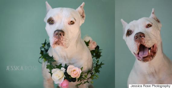 pitbull with flowers