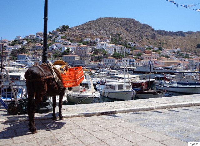 hydra