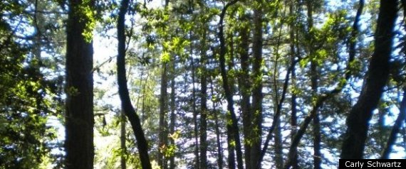 National Forests