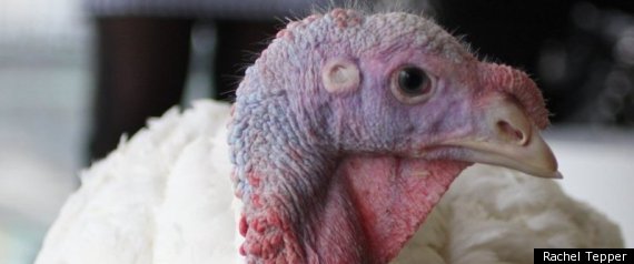 Turkey Pardon