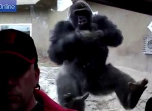 Gorille Violent