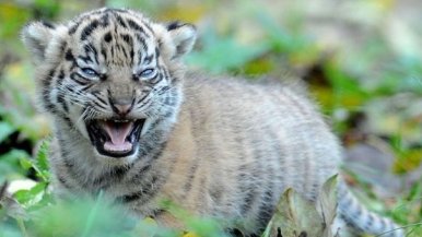 Sumantran Tiger Cub