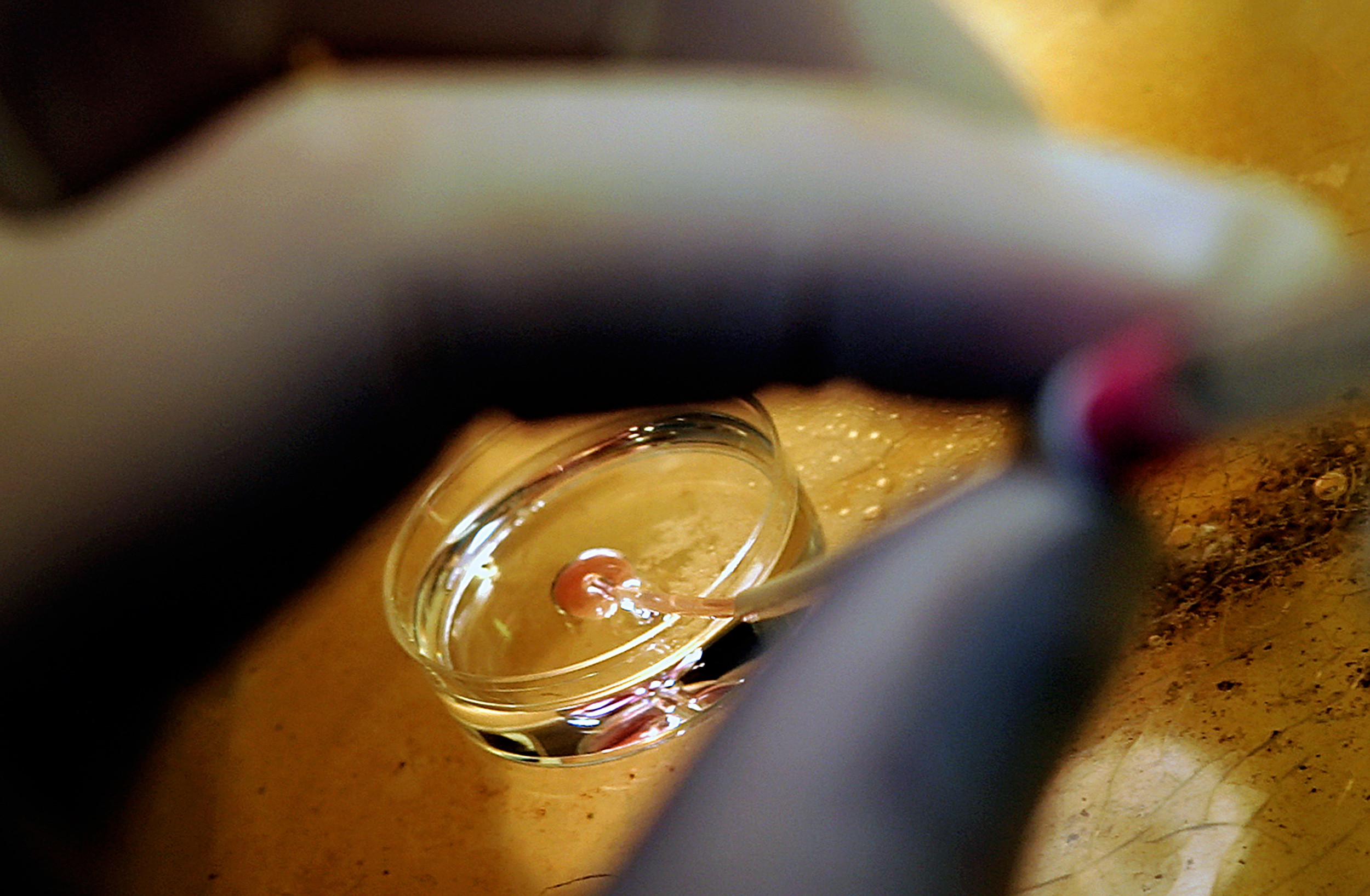 artificial reproduction