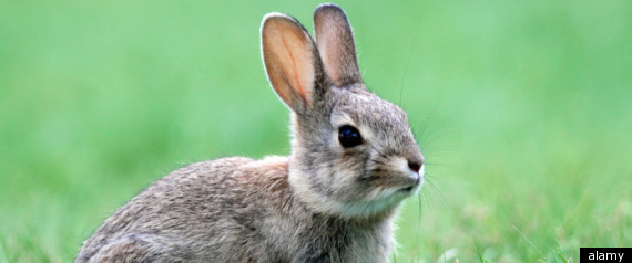 Save Canmore Bunnies