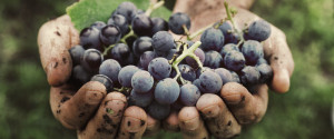 uvas