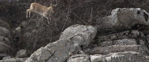 cabras