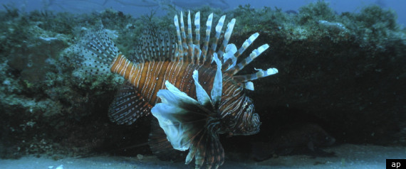 Lionfish St Maarten