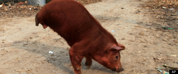 Pig