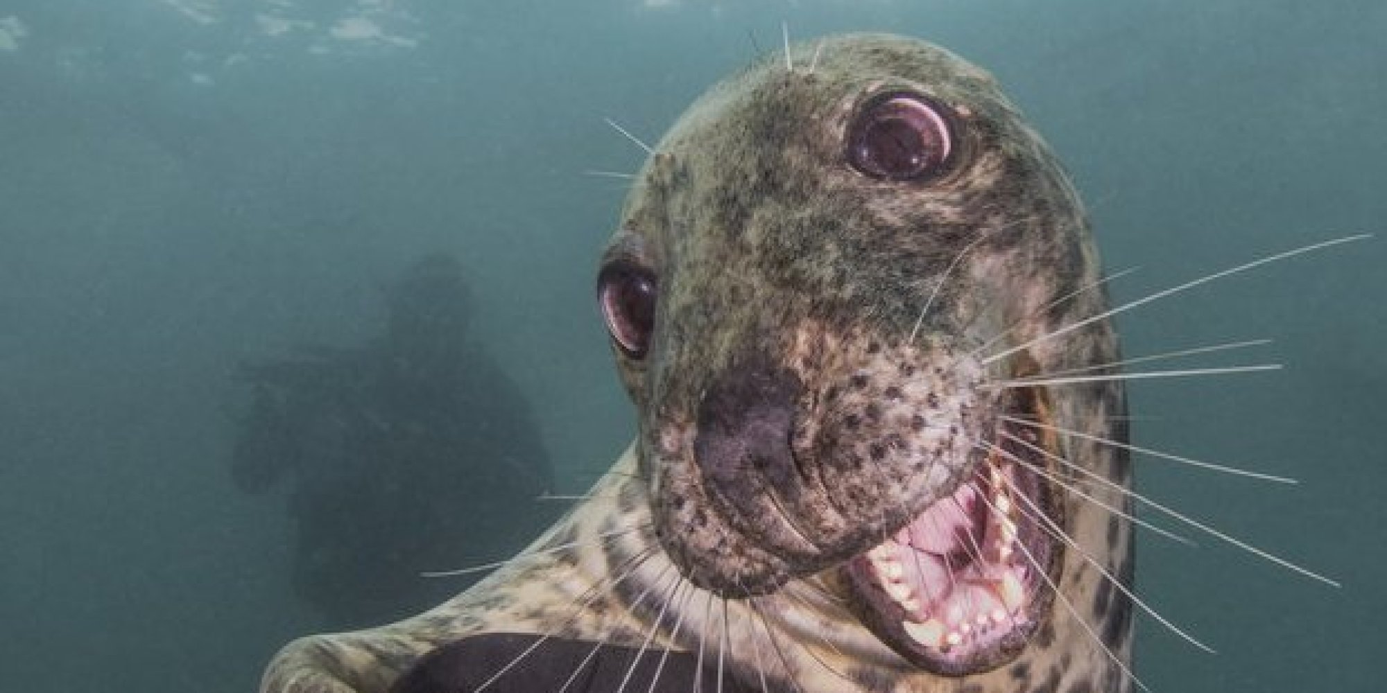 ce-phoque-souriant-est-le-grand-gagnant-du-concours-underwater