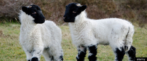 Lamb Rustling
